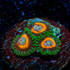Fairy Tales Zoanthid 