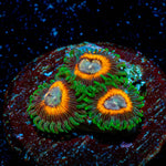 Fairy Tales Zoanthid 