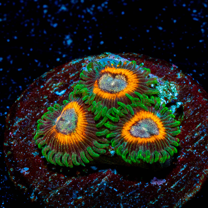 Fairy Tales Zoanthid
