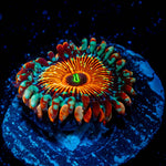 White Walkers Zoanthid 