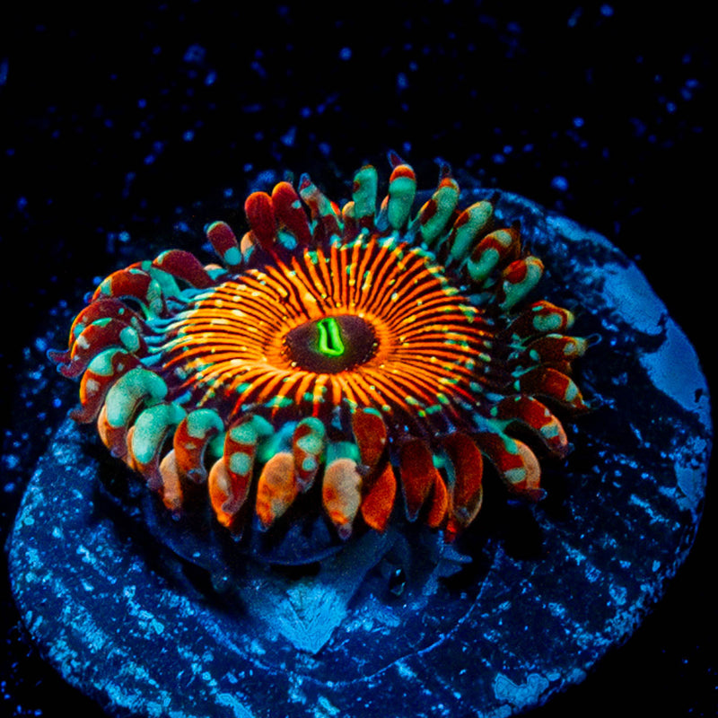 White Walkers Zoanthid