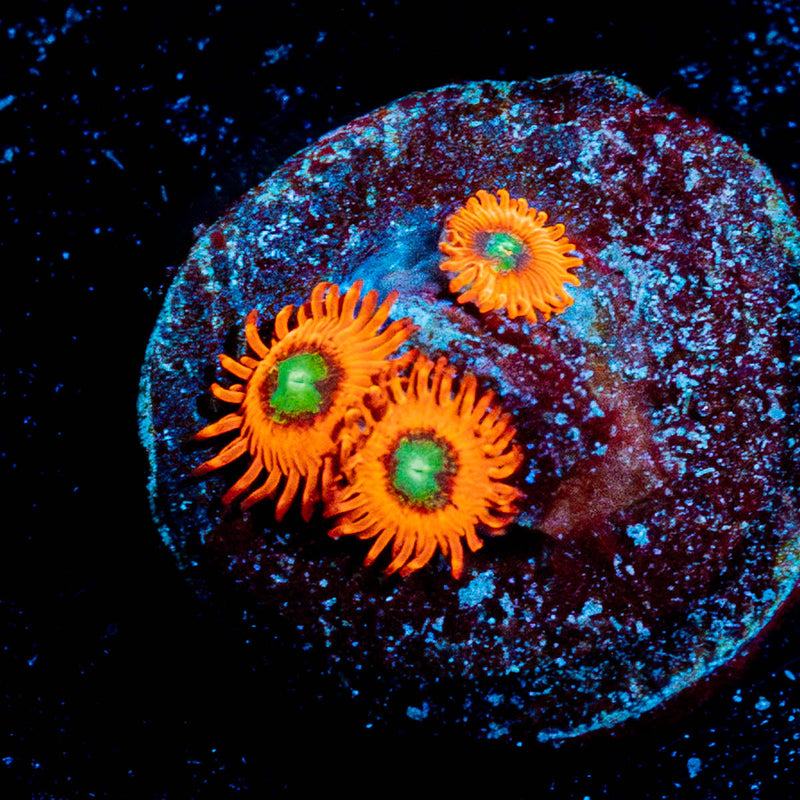 Charmander Zoanthid
