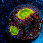 Tinker Bells Zoanthid 
