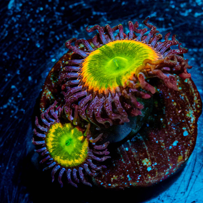 Tinker Bells Zoanthid