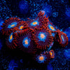 Stitches Zoanthid 