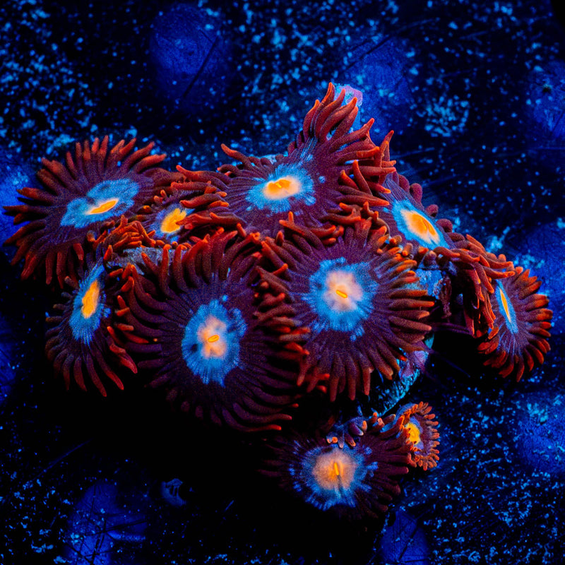 Stitches Zoanthid