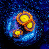 Madori Sun Zoanthid 