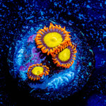 Madori Sun Zoanthid 