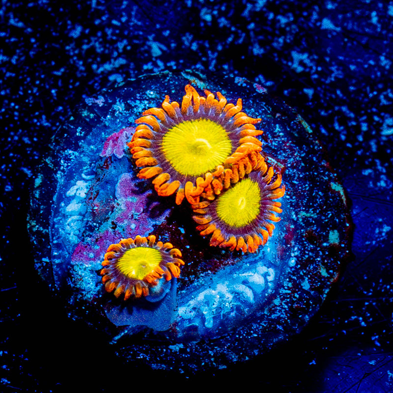 Madori Sun Zoanthid