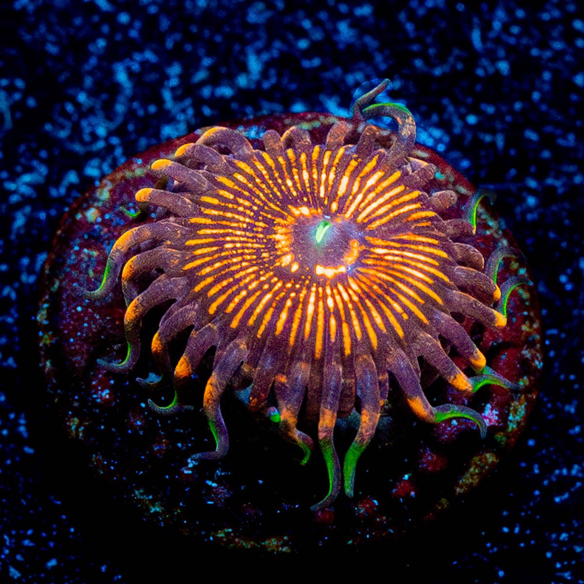 Aztec Warrior Zoanthid 