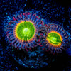 Funny D's Zoanthid 