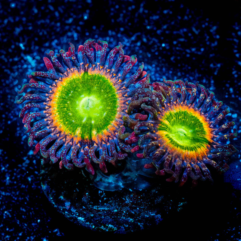 Funny D's Zoanthid