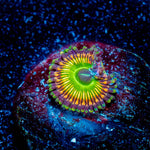 Peach Tea Zoanthid 