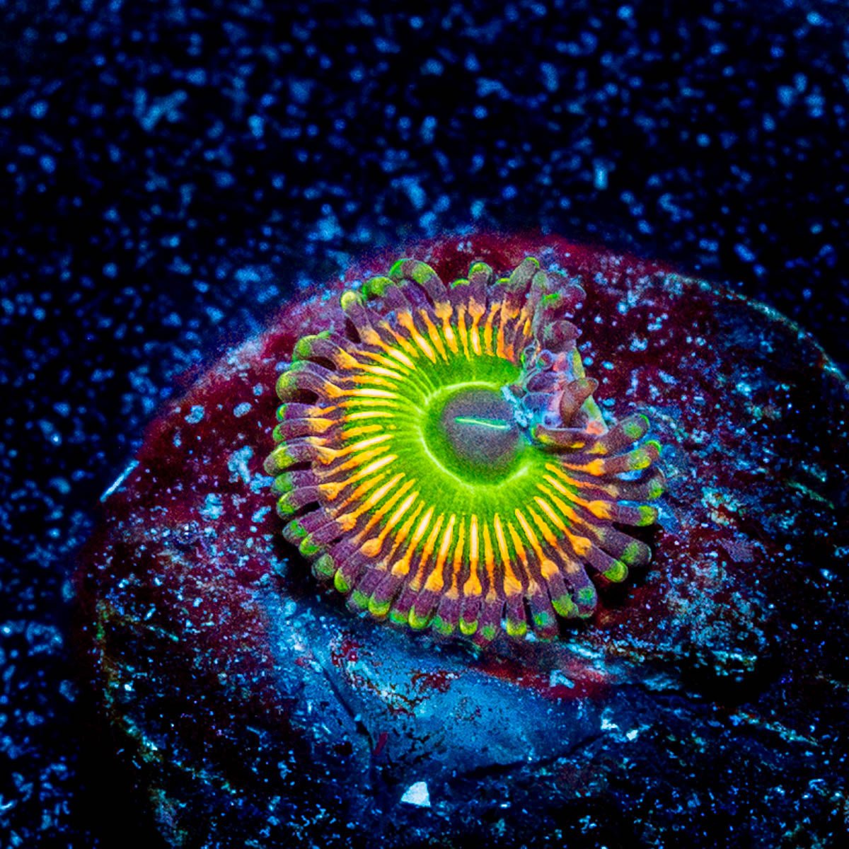 Peach Tea Zoanthid 