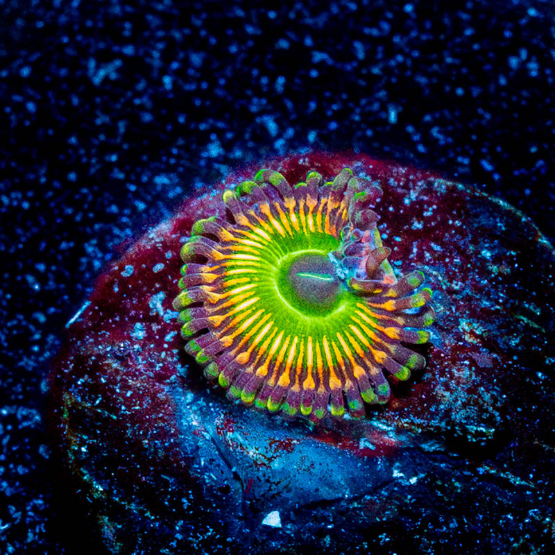 Peach Tea Zoanthid