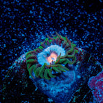 Miami Vice Zoanthid 
