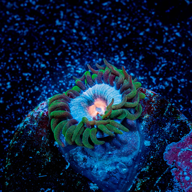 Miami Vice Zoanthid