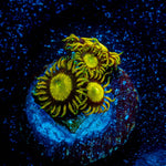 King Midas Zoanthid 