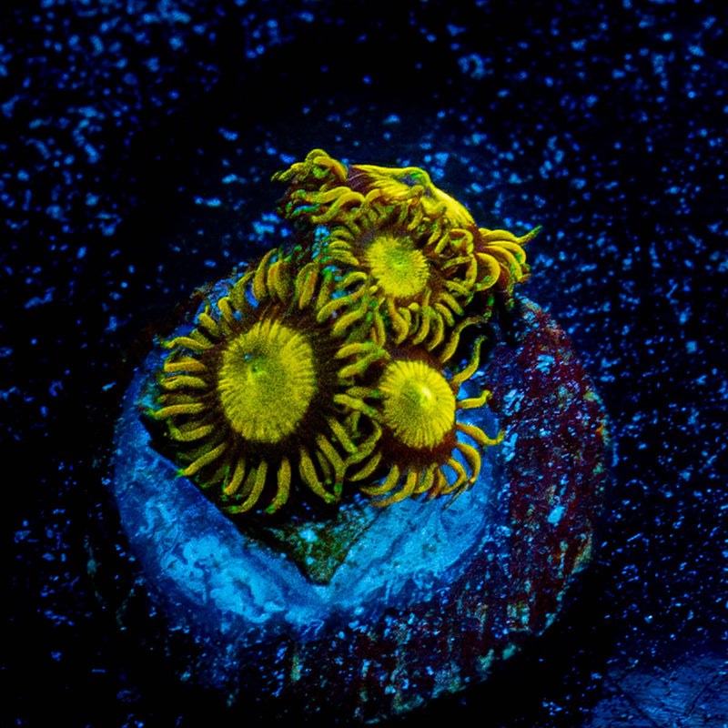 King Midas Zoanthid
