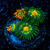 Daisy Cutters Zoanthid 