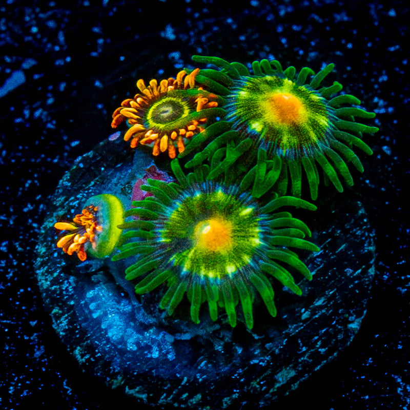 Daisy Cutters Zoanthid