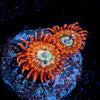 Brim Stones Zoanthid 