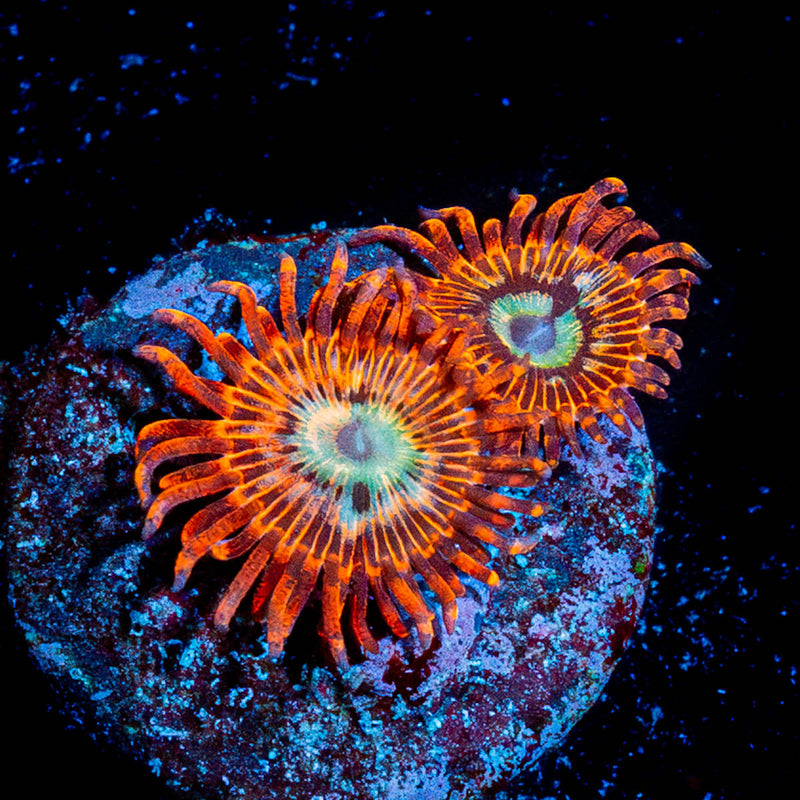 Brim Stones Zoanthid