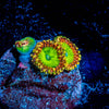 Rainbow Trolls  Zoanthid 
