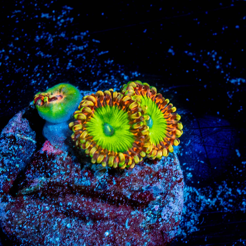 Rainbow Trolls  Zoanthid