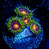 Jawbreaker Zoanthid 
