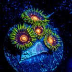 Jawbreaker Zoanthid 