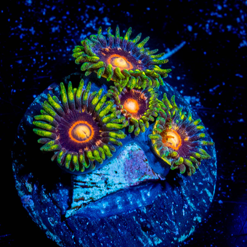 Jawbreaker Hornets Zoanthids