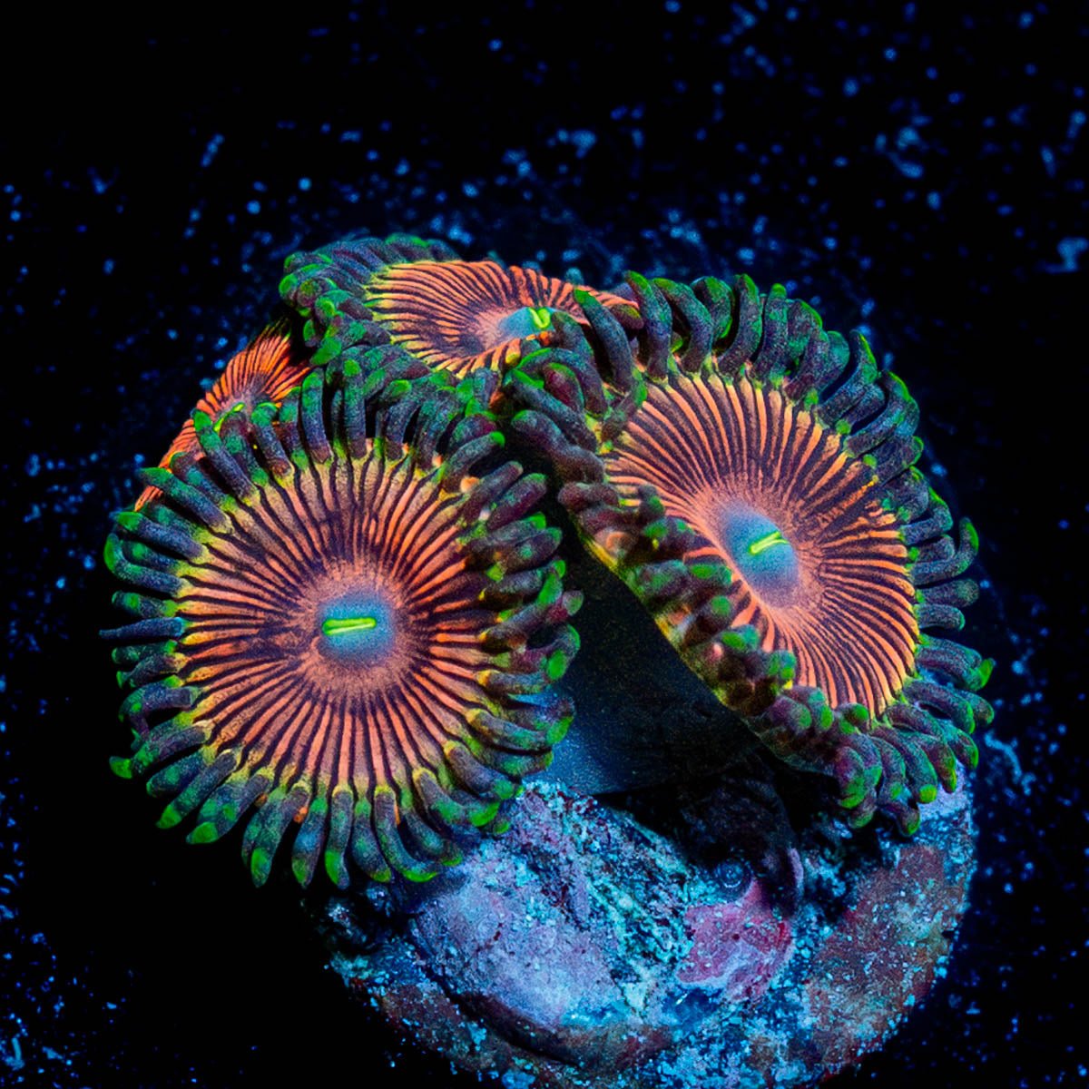 death Stars Zoanthid 