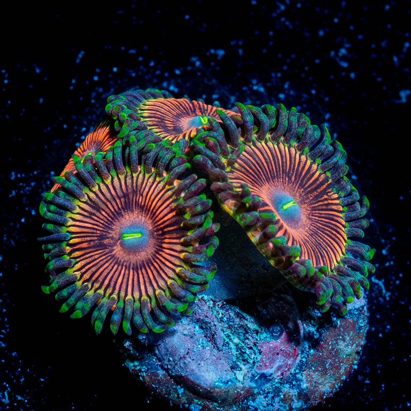 death Stars Zoanthid