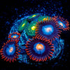 Stitches Zoanthid 