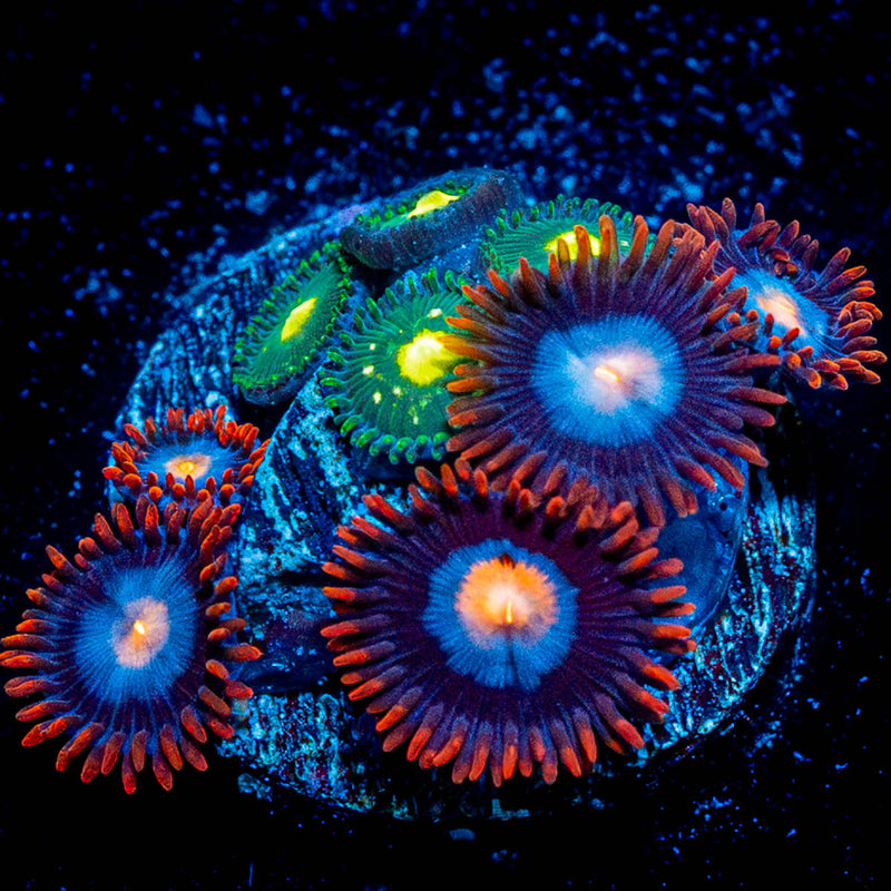 Stitches Zoanthid