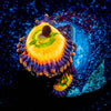 Rainbow Infusion Zoanthid 
