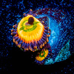 Rainbow Infusion Zoanthid 