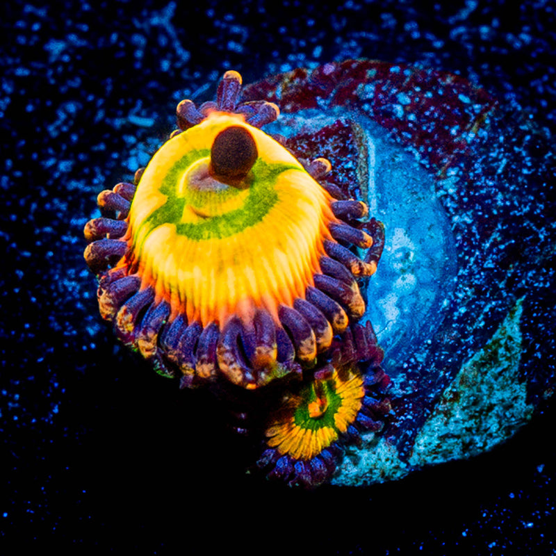 Rainbow Infusion Zoanthid