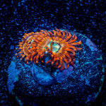 Brim Stones Zoanthid 