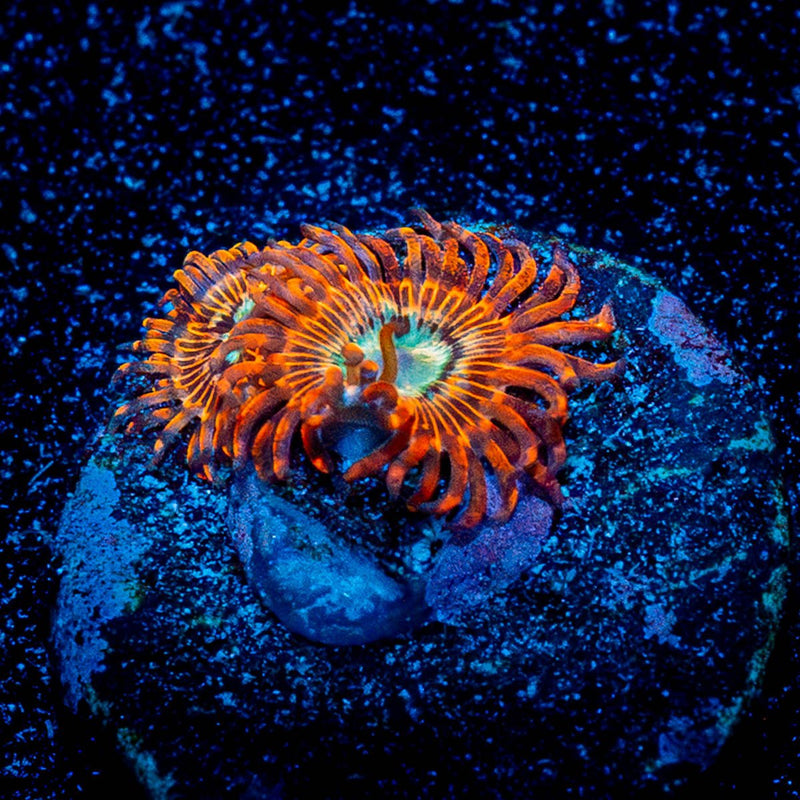 Green Florida Ricordea Mushroom