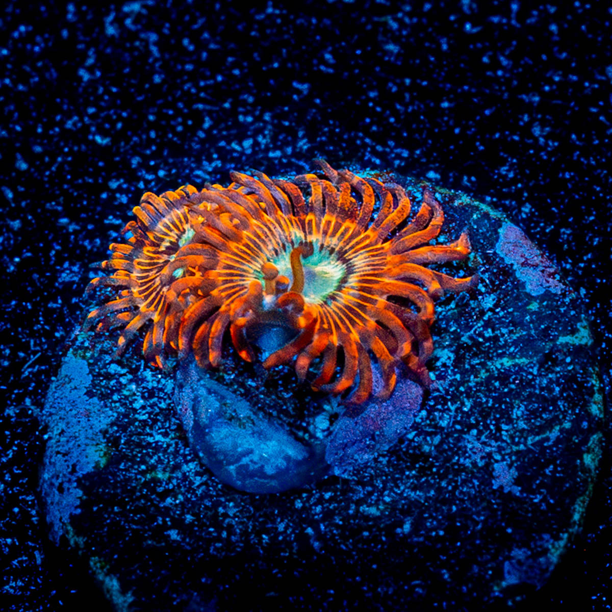 Brim Stones Zoanthid 