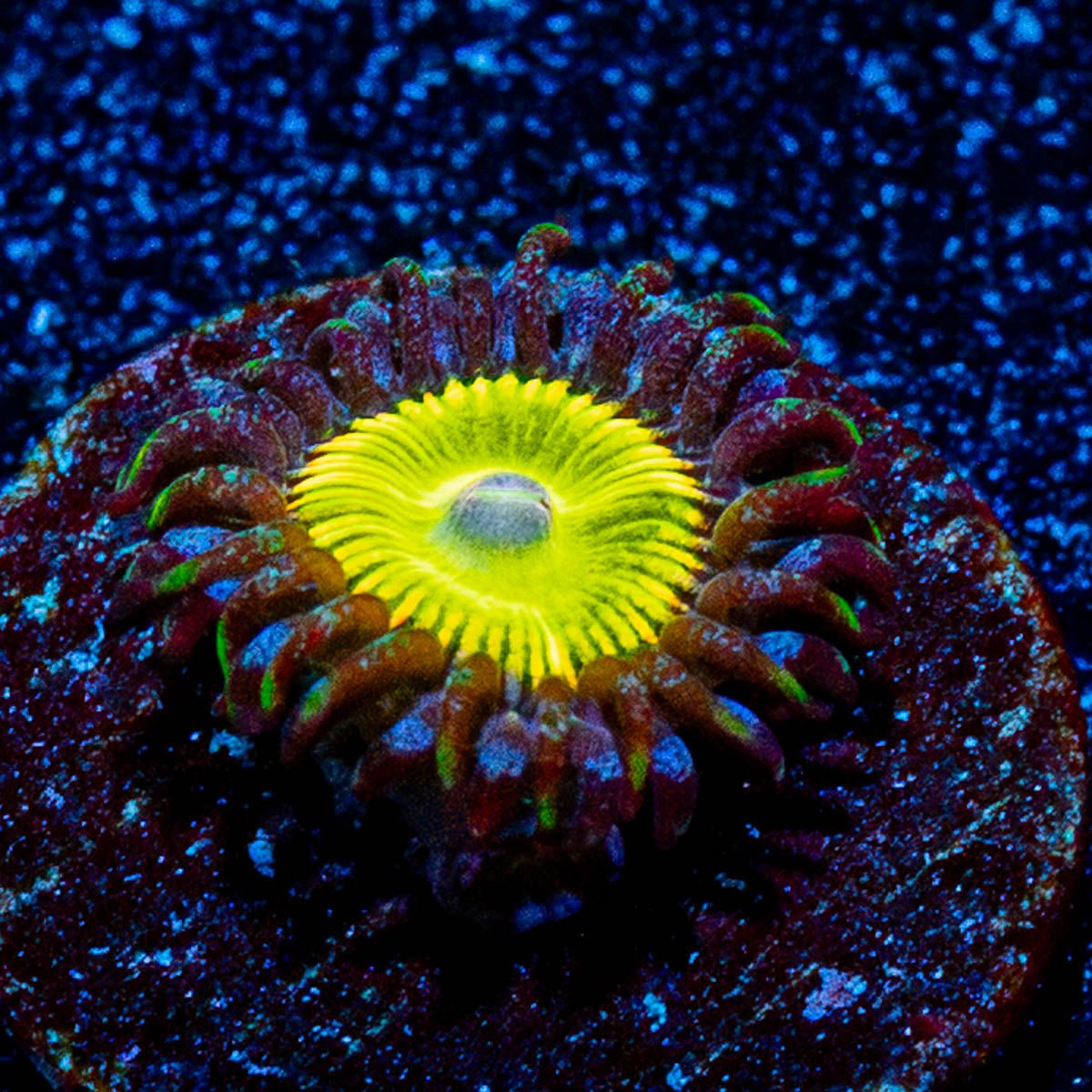 Tinker Bells Zoanthid 