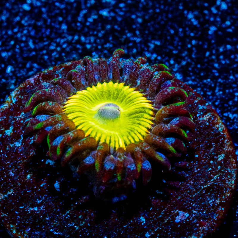 Tinker Bells Zoanthid