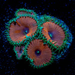 Purple Deaths Zoanthid 
