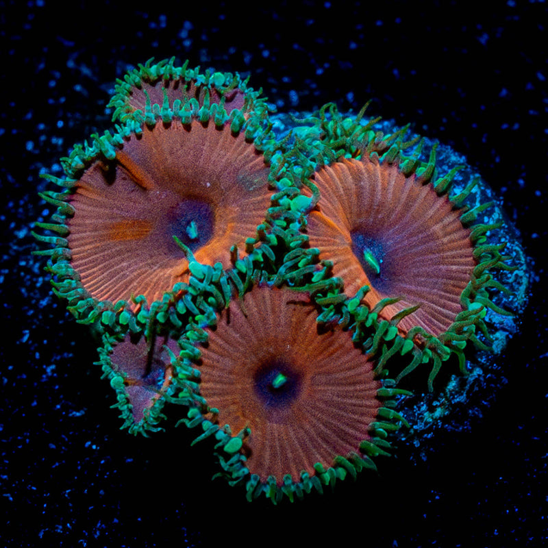 Purple Deaths Zoanthid