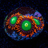 Goblins on Fire Zoanthid 