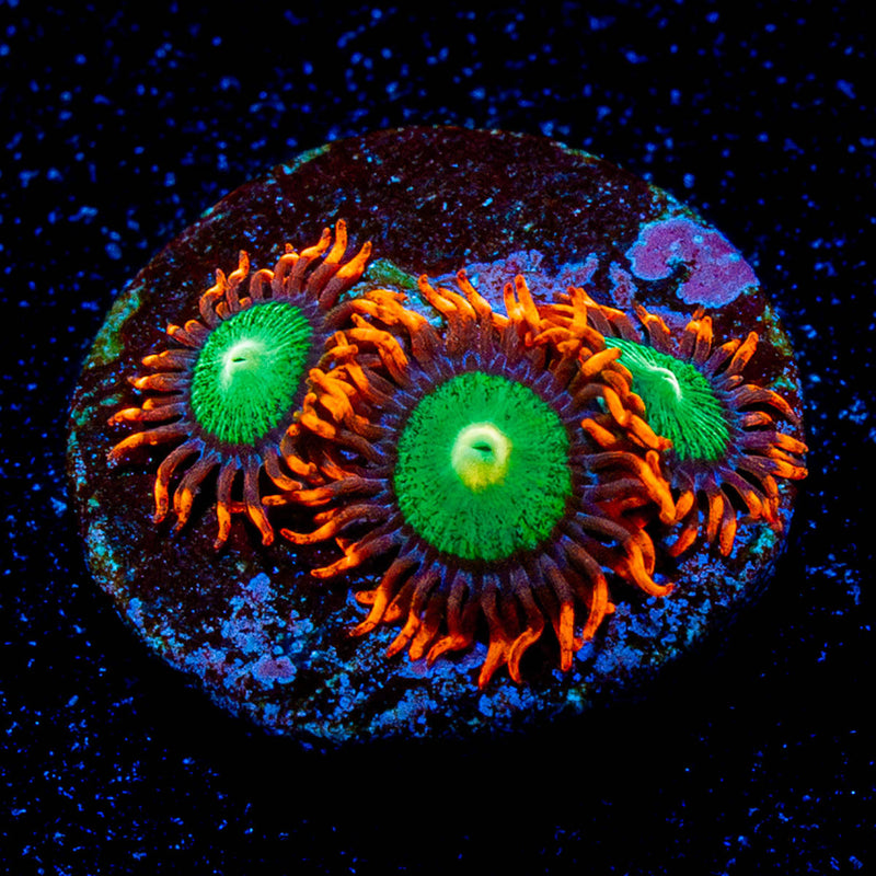 Goblins on Fire Zoanthid