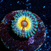 Desert Stoms Zoanthid 