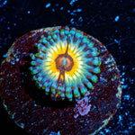 Desert Stoms Zoanthid 
